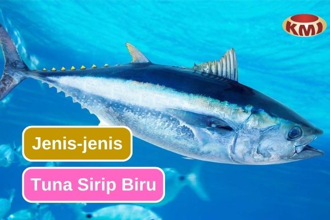 Inilah 3 Jenis Tuna Sirip Biru yang Berbeda